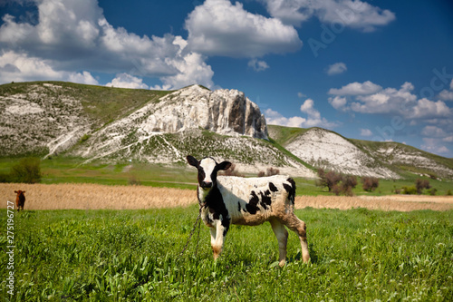  Cows graze in a field amid the rocks photo