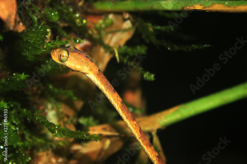 A blunt headed snake, imantodes lentiferus, looking up searching for prey photo