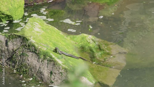 A common garter snake is seen eating a fish and moving around on a rock in Jenner, CA. photo