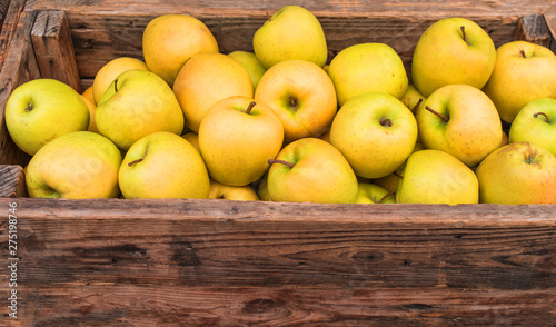Yellow apples in wooden box close up. Autumn and fall harvest background with space for text.