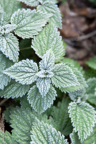 first frost on green nettle mint leaves, a view from above