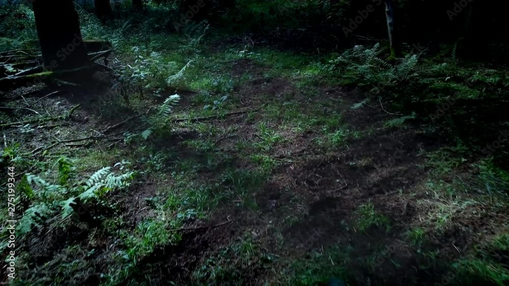 Camera hovers slowly through dark forest at nighttime – 4k Camera hovers slowly through dark forest at nighttime – 4k