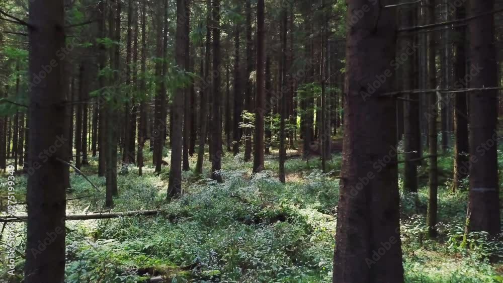 Camera hovers slowly through dark forest and trough trees – 4k Camera hovers slowly through dark forest and trough trees – 4k