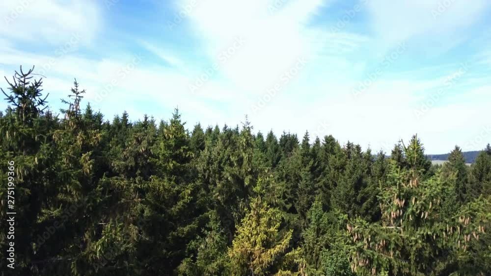 Camera slowly ascends a dark forest and hovers above the tall trees – 4k Camera slowly ascends a dark forest and hovers above the tall trees – 4k