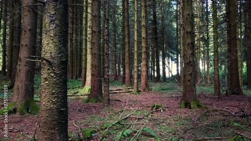 Camera hovers slowly through dark forest and trough trees – 4k photo