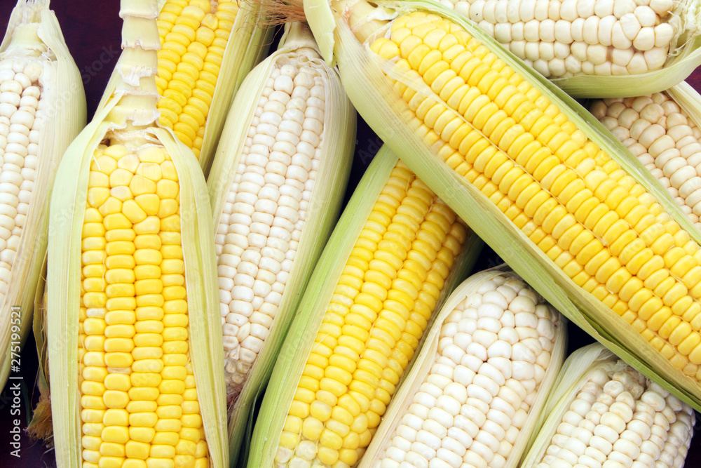 Yellow and white sweet corn ears close up Yellow and white sweet corn ears close up