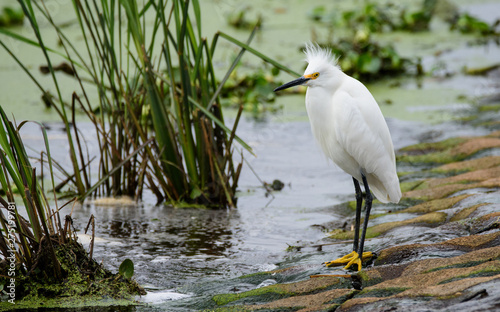 Snowy Egret © Betty Rong