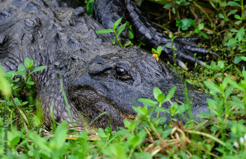Fototapeta premium Alligator