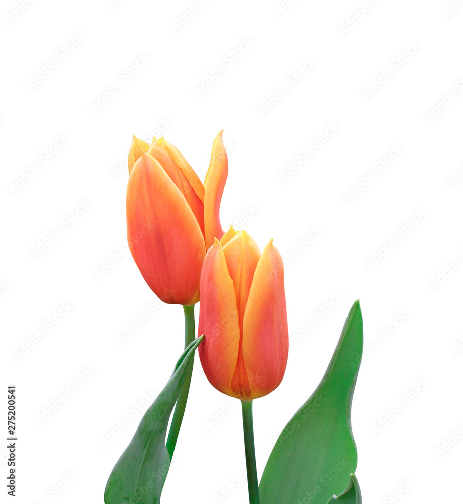 Set of tulip flowers with green leaf isolated on white background. Winter or spring day for postcard beauty decoration and agriculture concept design. Set of tulip flowers with green leaf isolated on white background. Winter or spring day for postcard beauty decoration and agriculture concept design.