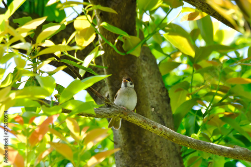 sparrow on branch © Matthewadobe