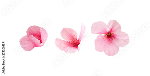 Different three sakura flowers isolated on white background.  Cherry blossom spring design. © wowow