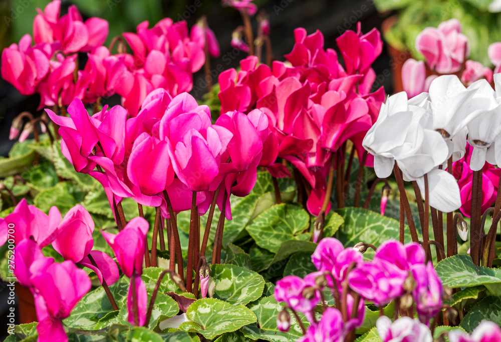 Close up of pink cyclamen flowers blossom in spring time Close up of pink cyclamen flowers blossom in spring time