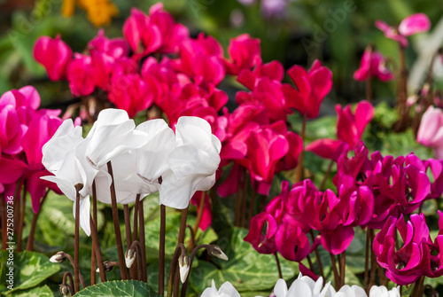 Φωτογραφία Close up of white cyclamen flowers blossom in spring time