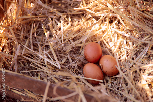 Freshly laid chicken eggs on straw on a sunny day. Cropped shot, horizontal, close-up, free space on the left. Agriculture concept.