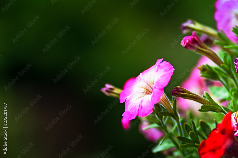 Pink And White Petunia Flower