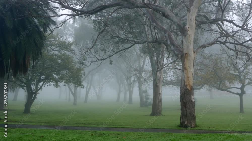 Parkland filled with misty fog on a cold morning. TILT UP SHOT. Parkland filled with misty fog on a cold morning. TILT UP SHOT.