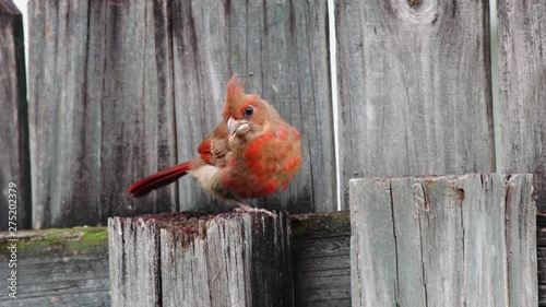 Young cardinal bird eating seeds on a fence.