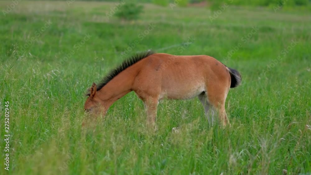 Ginger Colt horse grazing in nature. 4k uhd. Ginger Colt horse grazing in nature. 4k uhd.