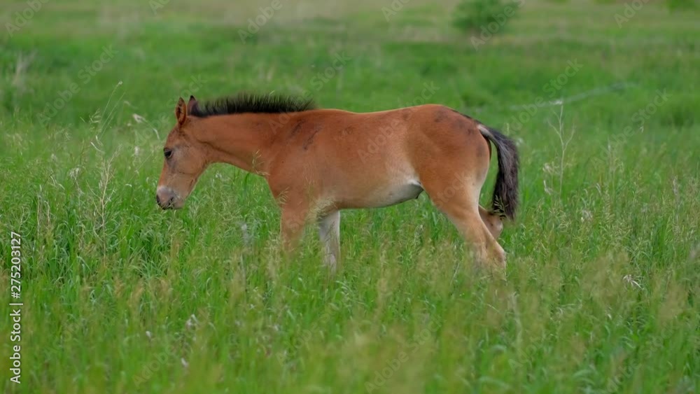 Concept of animal husbandry. Family of Ginger Horses Mother and Colt grazing in nature. 4k uhd. Concept of animal husbandry. Family of Ginger Horses Mother and Colt grazing in nature. 4k uhd.