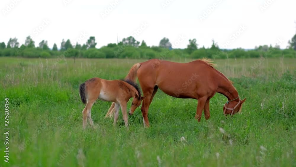 Concept of animal husbandry. Family of Ginger Horses Mother and Colt grazing in nature. 4k uhd. Concept of animal husbandry. Family of Ginger Horses Mother and Colt grazing in nature. 4k uhd.