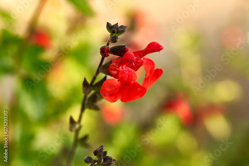 Sauge    petite feuille  Salvia microphylla Kunth 
