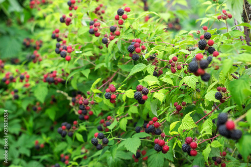 Black raspberry (Rubus occidentalis) grows in the garden, green unripe and ripe healthy berries, background