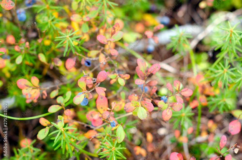 Blue juicy wild blueberry berries grow on a Bush in colorful vegetation and grass in green and red autumn in the tundra of the forest of Yakutia. Blue juicy wild blueberry berries grow on a Bush in colorful vegetation and grass in green and red autumn in the tundra of the forest of Yakutia.