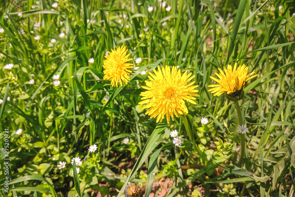 yellow dandelions in the green grass. summer sunny day. yellow dandelions in the green grass. summer sunny day.