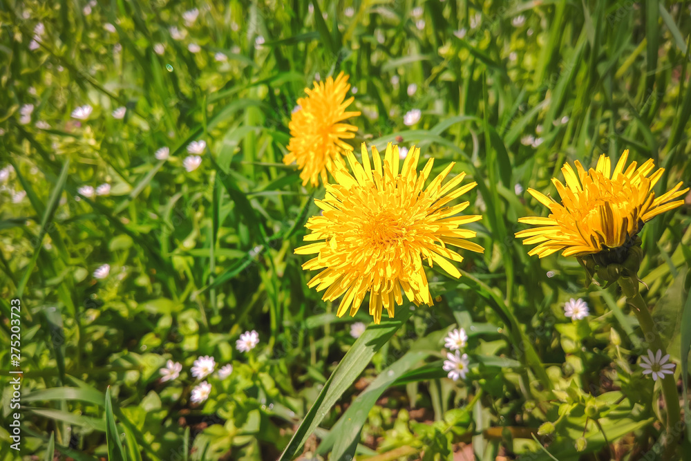 yellow dandelions in the green grass. summer sunny day. yellow dandelions in the green grass. summer sunny day.