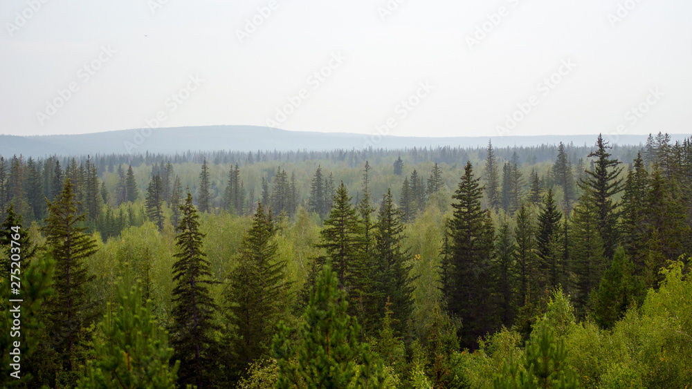 Panorama of the taiga of Northern Yakutia with spruce and mountain on the horizon.