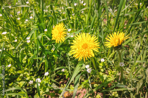 yellow dandelions in the green grass. summer sunny day.
