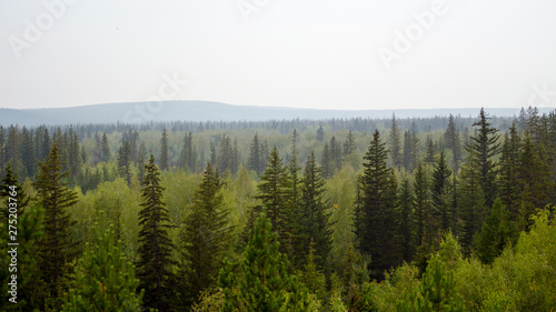 Panorama of the taiga of Northern Yakutia with spruce and mountain on the horizon.