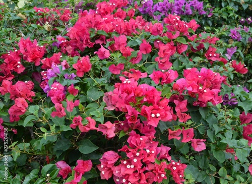 spring blossoming in gardens of the Crimea