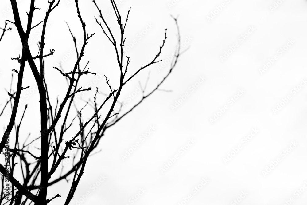 Black and white of Dry branches on white background