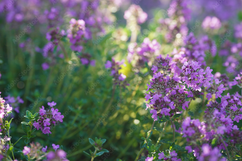 Green and blooming decorative thyme in the summer. Green and blooming decorative thyme in the summer.