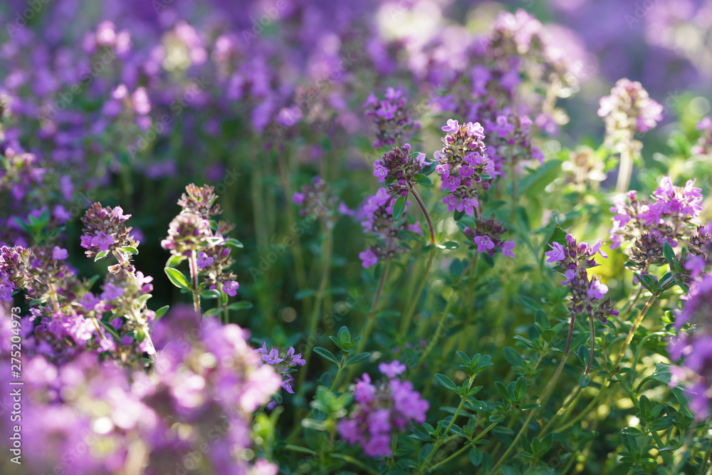 Green and blooming decorative thyme in the summer. Green and blooming decorative thyme in the summer.