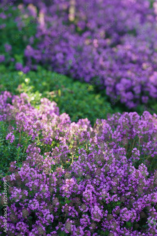 Green and blooming decorative thyme in the summer. Green and blooming decorative thyme in the summer.