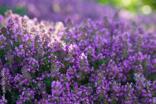 Green and blooming decorative thyme in the summer.