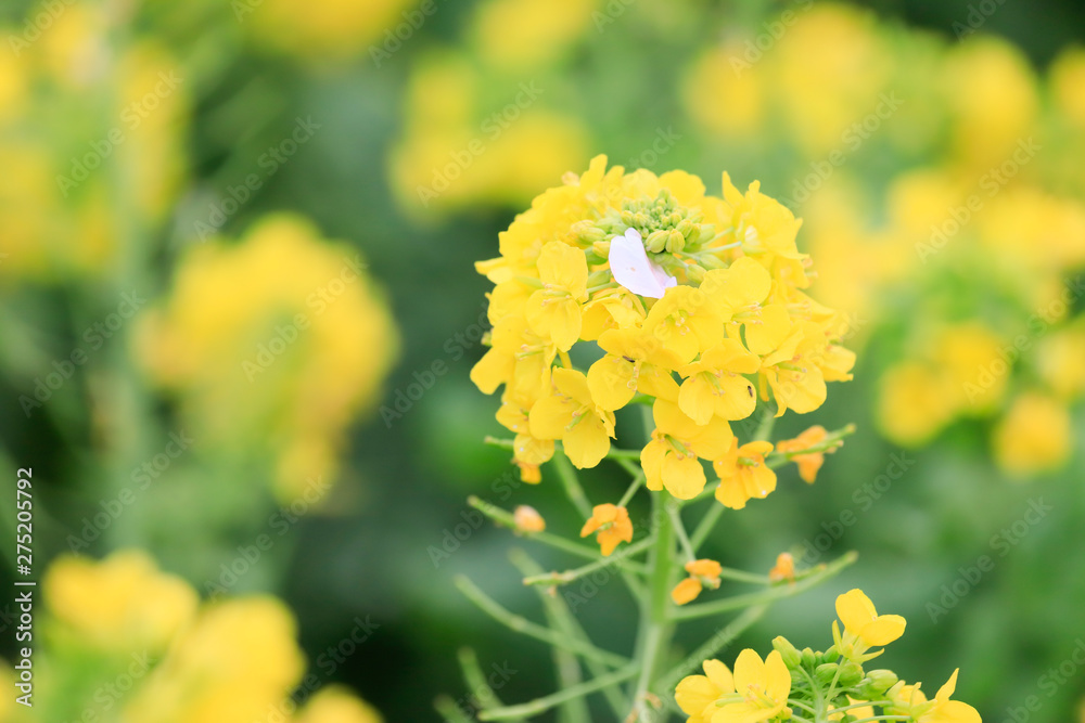 菜の花 菜の花