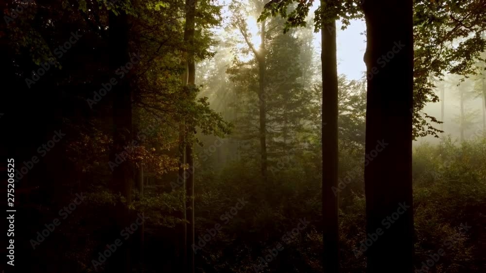 Slow camera flight through a mysterious foggy forest, covered in a golden shimmer revealing more and more of the forest – filmed in 4K
