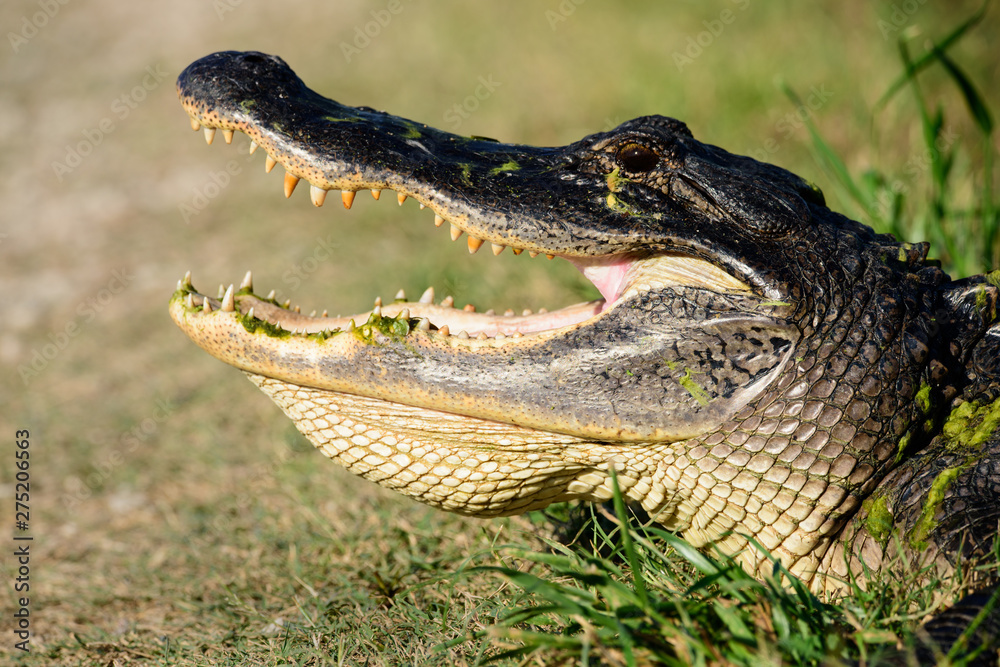 Fototapeta premium Alligator