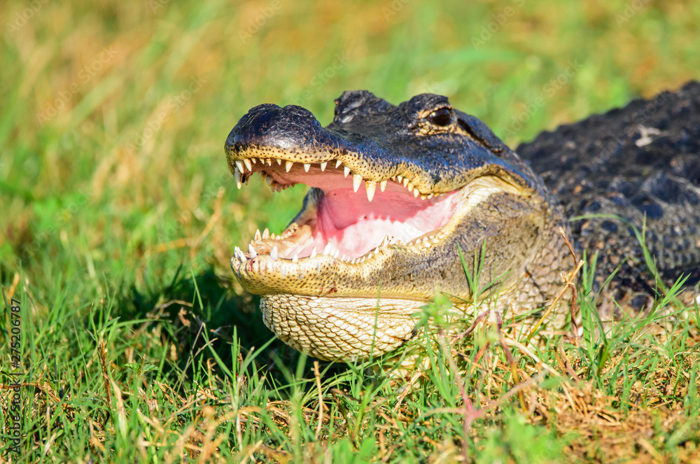 Obraz premium Alligator