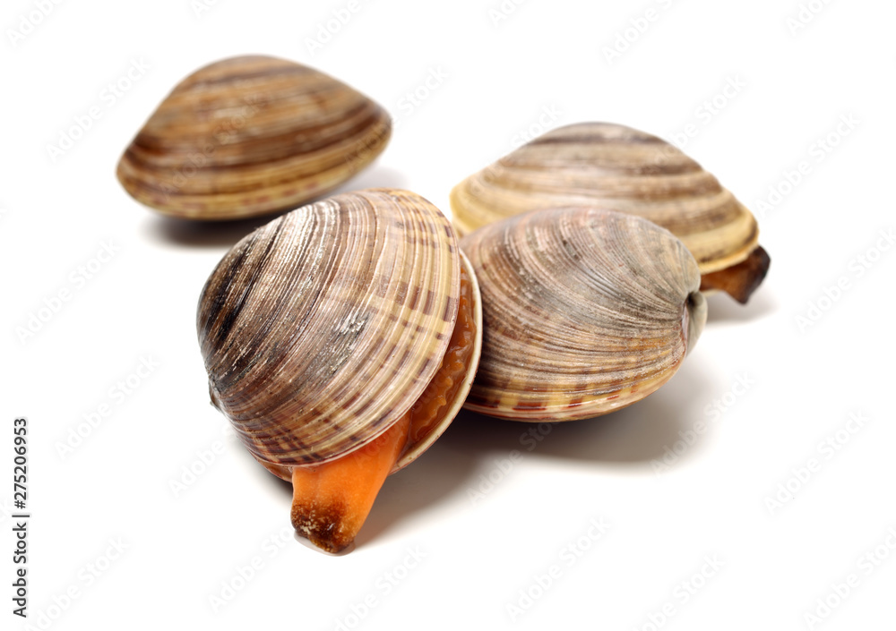 Stacked fresh raw clams on white background Stacked fresh raw clams on white background