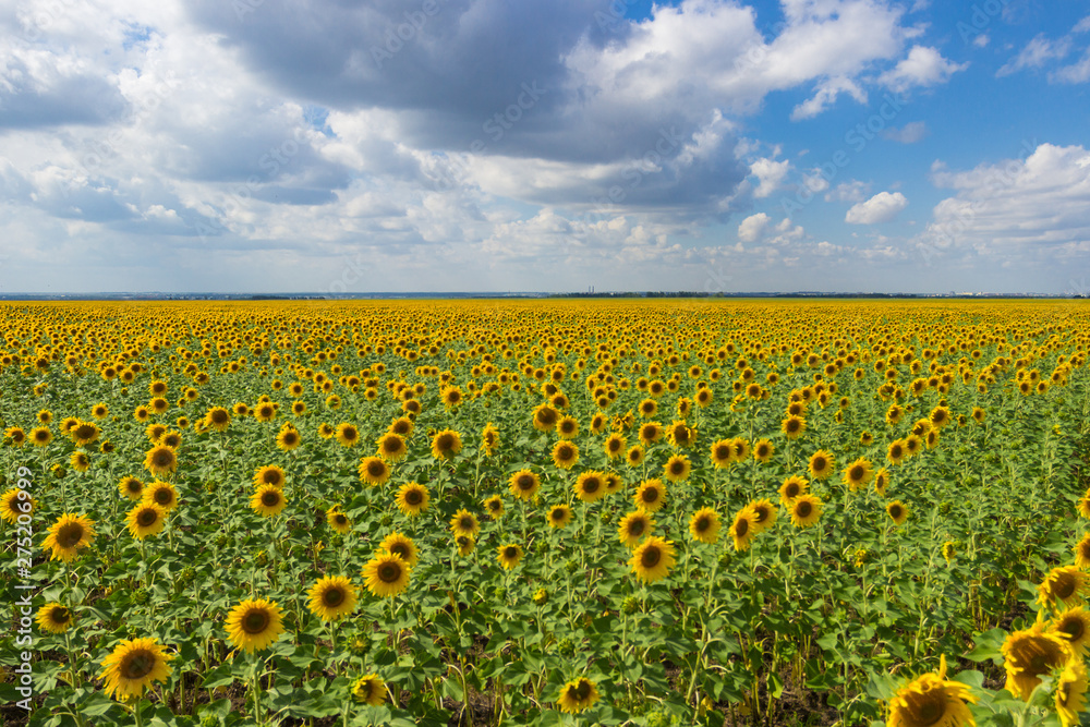 A field of sunflowers against the blue sky. Concept harvest
