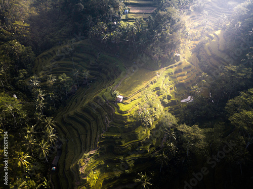 Fotografie Lighting on the ricefield