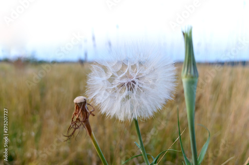 Big beautiful dandelion on the field. Summer wildflowers.