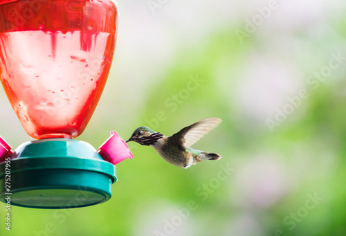 Hummingbird in Canada