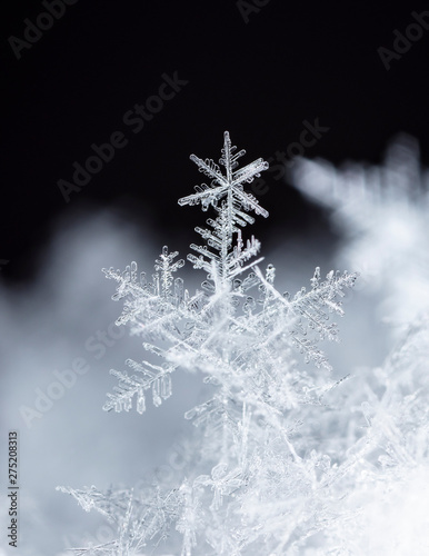 natural snowflakes on snow, winter