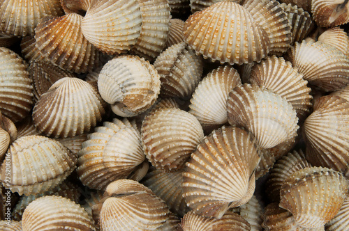 Raw cockles background