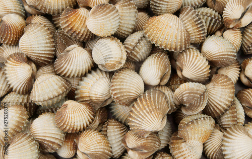 Raw cockles texture